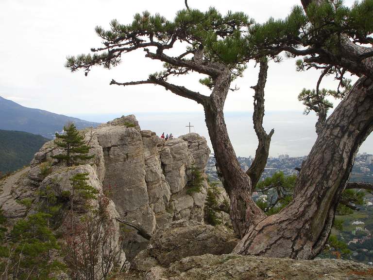 Необычайно стойкое дерево цепляется за край скалы